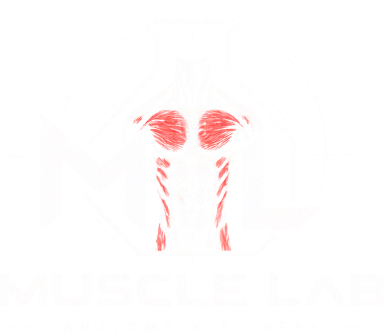 MUSCLE LAB — ANATOMY × FITNESS